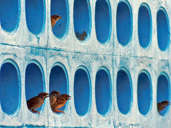 Low section of birds on blue shoes