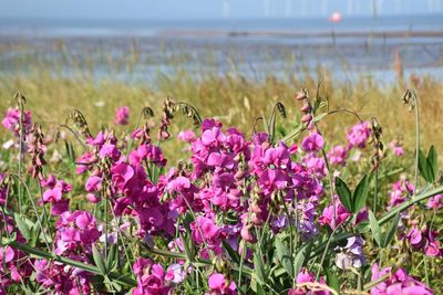 Close-up of pink flowering plants by sea against sky