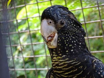 Close-up portrait of a bird