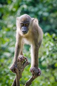 Portrait of young drill monkey standing on tree looking at camera, nigeria