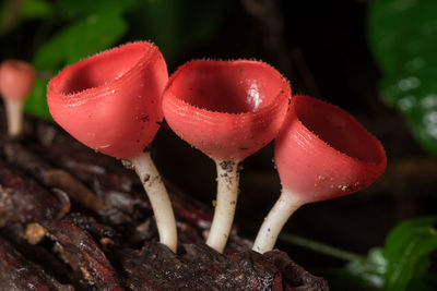 Close-up of red mushrooms growing on field
