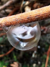 Close-up of mushroom on tree