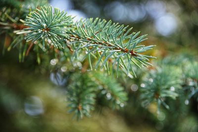 Close-up of pine tree with water droplets