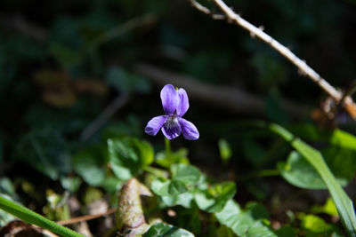 Close-up of purple flowering plant