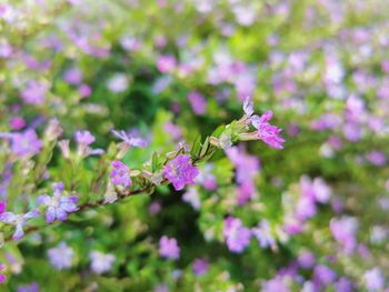 Close-up of purple flowering plant