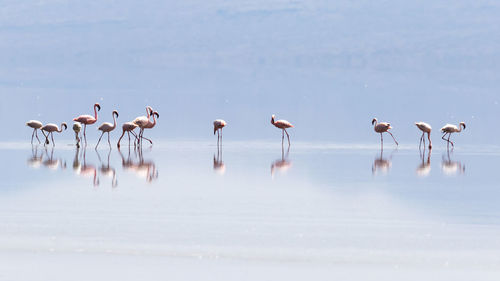 Flock of birds in lake