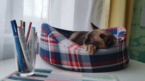 Cat resting on table at home