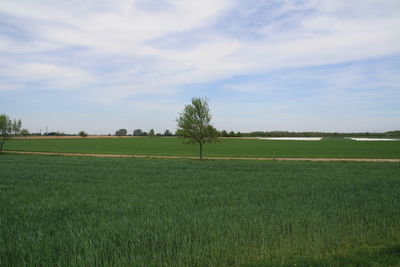 Scenic view of agricultural field against sky