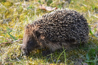 Hedgehog on grassy field