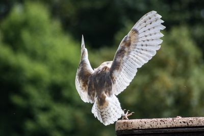 Close-up of barn owl flying