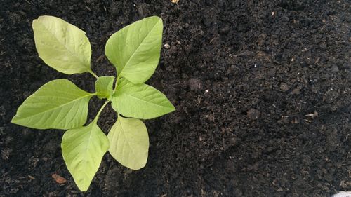 Close-up of green leaves