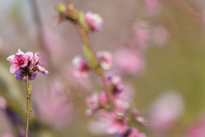 Close-up of pink cherry blossoms