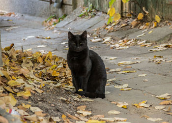 Portrait of black cat sitting outdoors