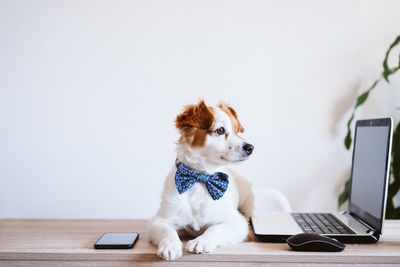 Two dogs sitting on table