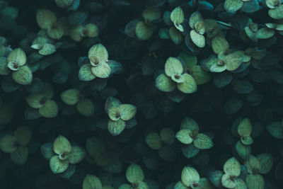 Full frame shot of plants growing outdoors