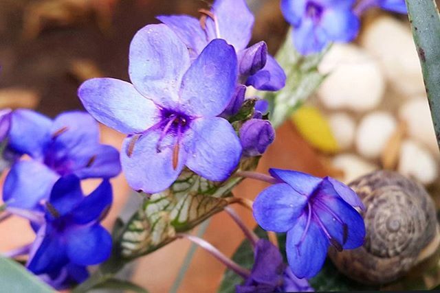 flower, purple, petal, freshness, fragility, flower head, close-up, beauty in nature, blue, growth, focus on foreground, blooming, nature, plant, in bloom, park - man made space, outdoors, botany, day, blossom