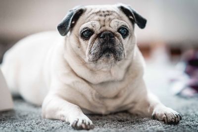 Close-up portrait of dog