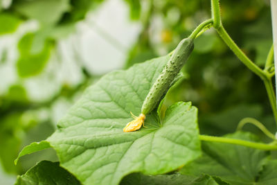 Close-up of insect on leaf