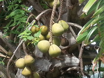 Low angle view of fruits hanging on tree