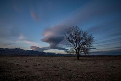 Bare tree on landscape against sky