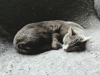 Close-up of a cat sleeping