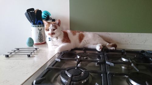 Cat on floor