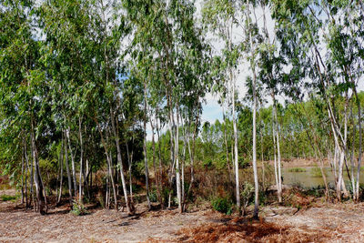 Trees on field in forest