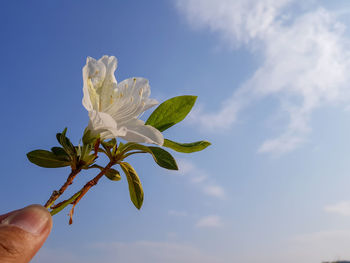 Close-up of hand holding plant against sky