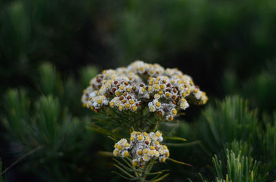 Close-up of flowering plant