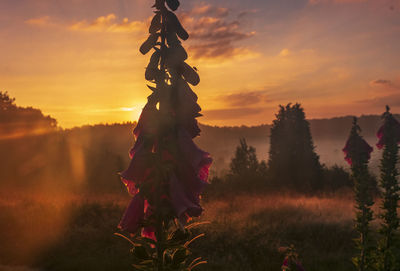 Close-up of plant on field against sky during sunset