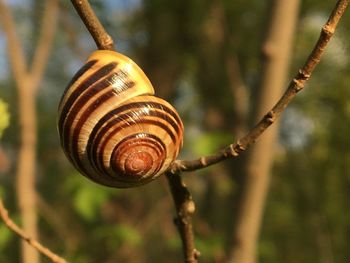 Close-up of snail on tree