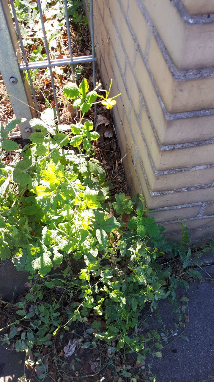 HIGH ANGLE VIEW OF FLOWERING PLANTS IN BACKYARD