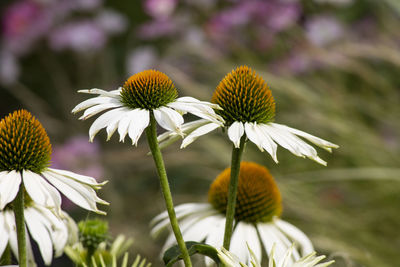 Close-up of flowering plant