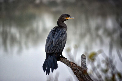 Close-up of bird perching outdoors