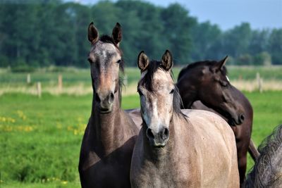 Horses in a field