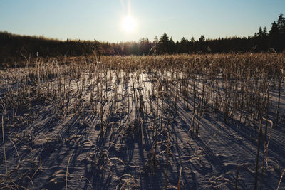 Scenic view of field against sky