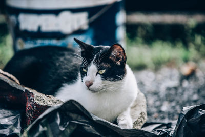 Close-up of a cat looking away