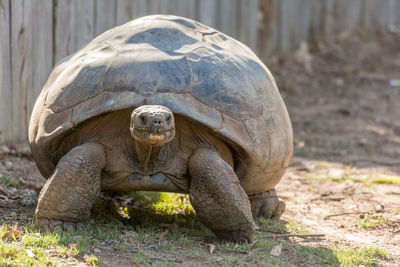 Close-up of tortoise on land