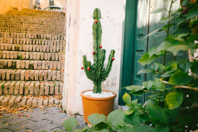 Potted plant against cactus plants