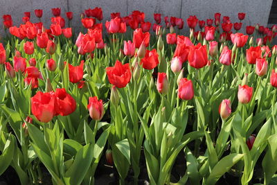 Close-up of red tulips in field