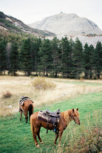 Horse standing on field