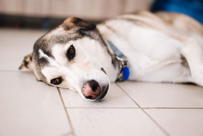 Close-up of a dog resting on floor