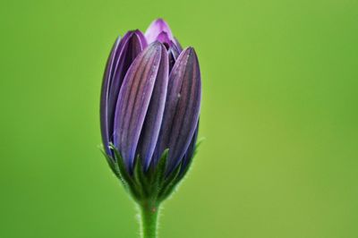 Close-up of purple flower