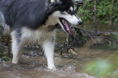 Close-up of dog by water