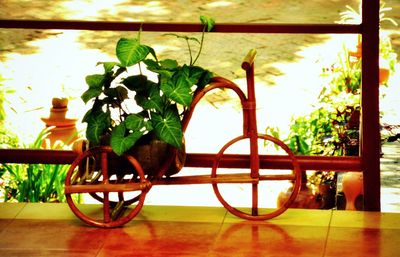 Potted plants in pot