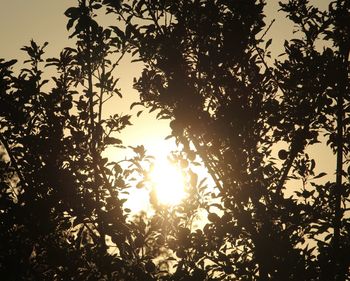 Low angle view of silhouette trees against sky during sunset