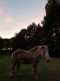 Side view of horse standing on field against sky