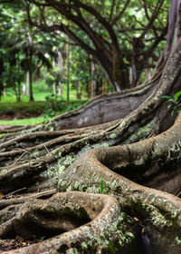 Surface level of tree trunk in forest