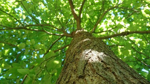 Low angle view of tree