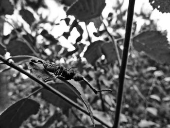 Close-up of bird perching on leaf